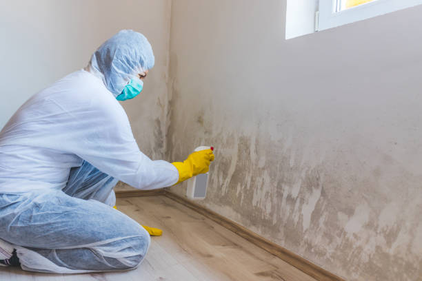 Mold inspector in Woolford performing thermal imaging