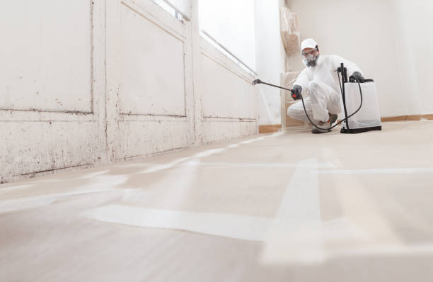 Black mold remediation team in Woolford
